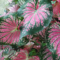 Caladium Pink Bulbs