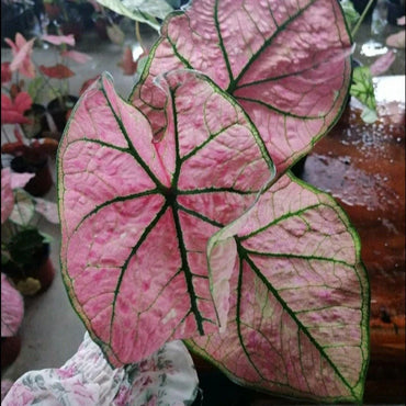 Caladium Pink Bulbs