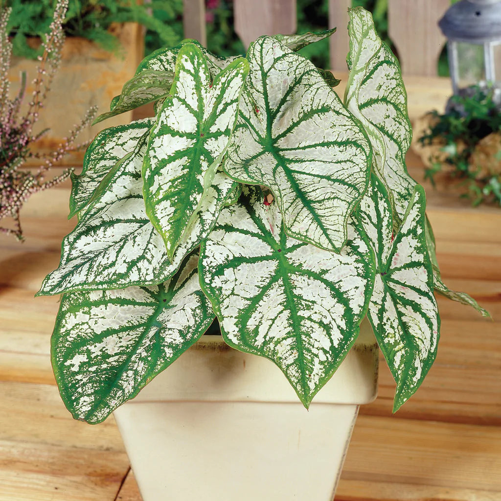 White Christmas Fancy Leaf Caladium