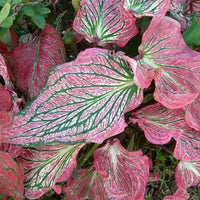 Caladium Pink Bulbs