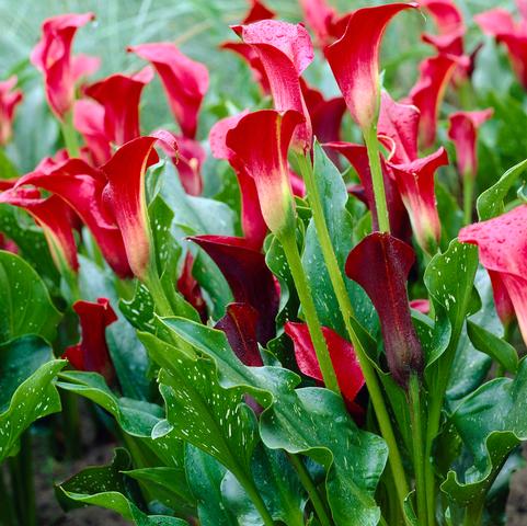 Calla Lily Random Color Bulb