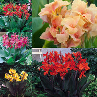 Tropical Dwarf Canna Collection