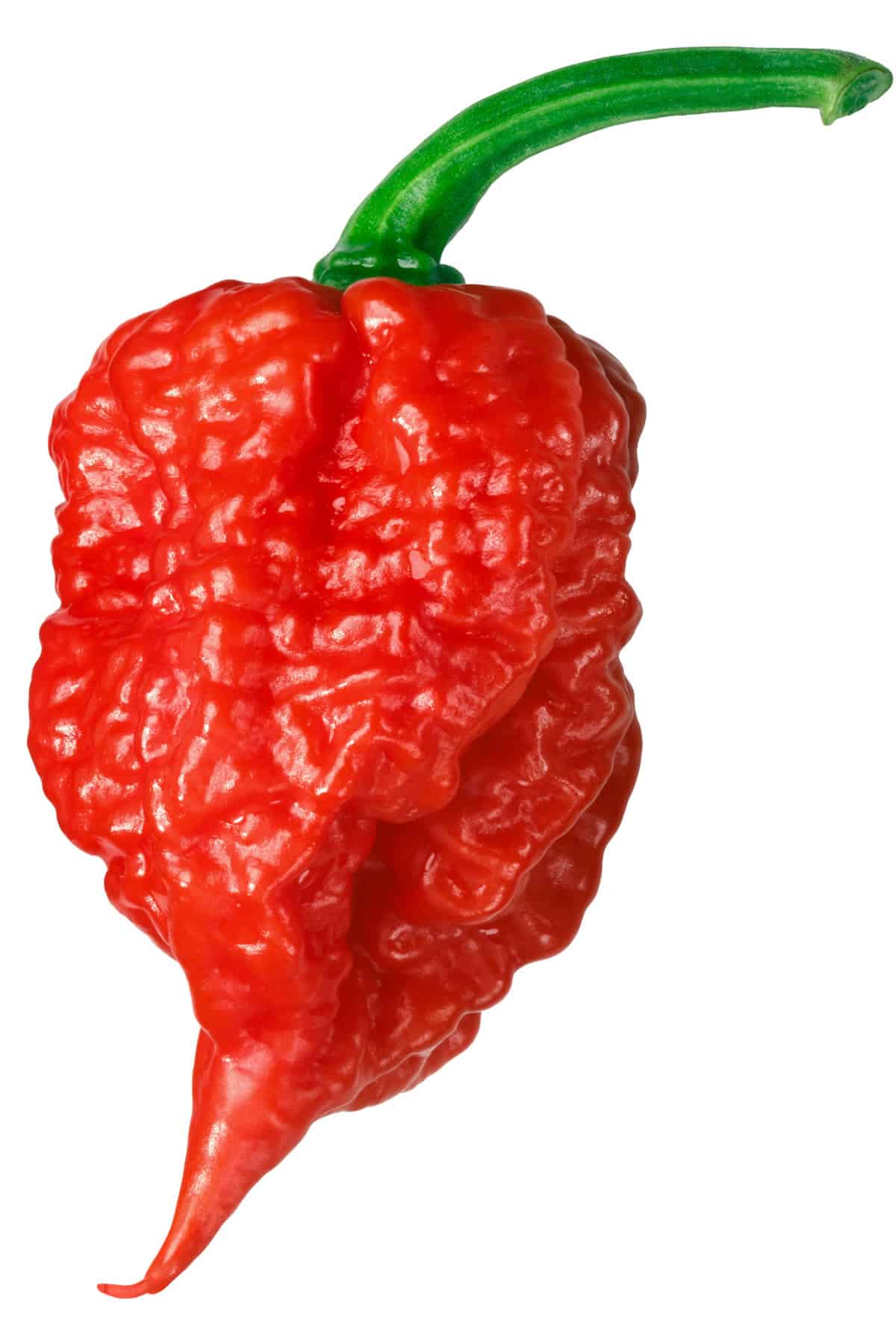 Chilli- Carolina Reaper