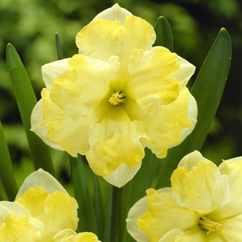 Daffodil Cassata Bulbs