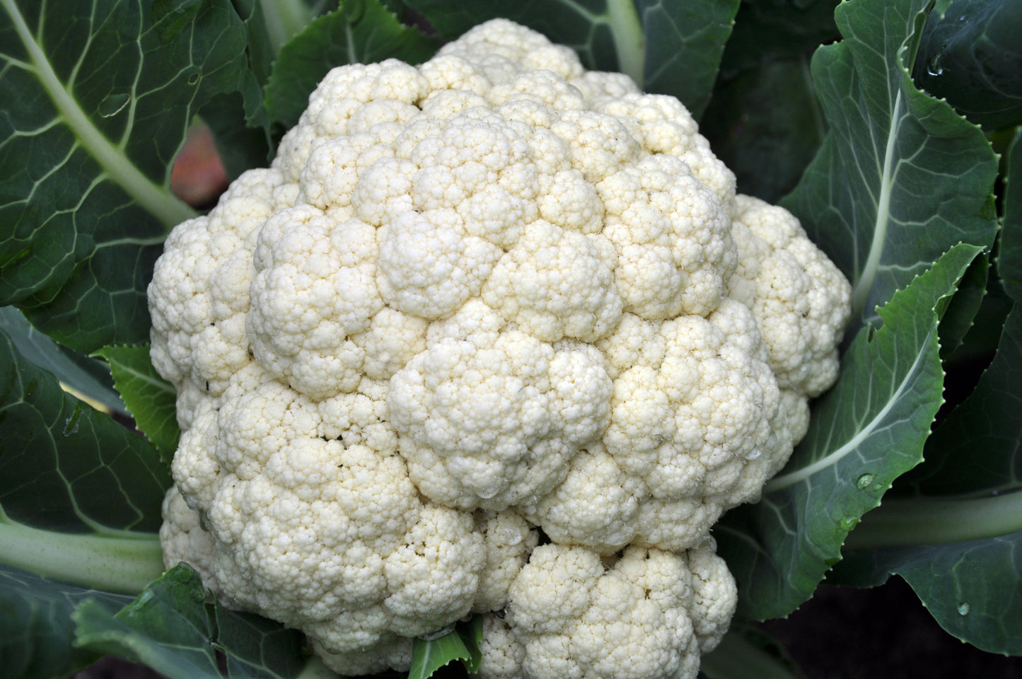 Cauliflower- First Early