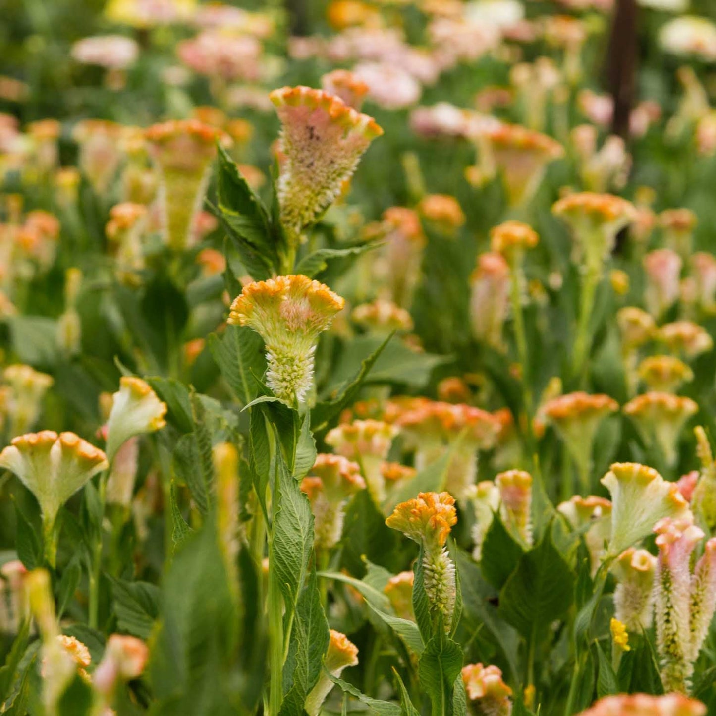 Crystal Beauty – Celosia Seed