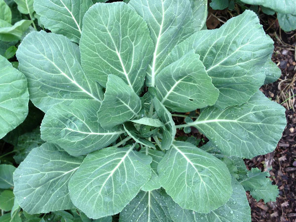 Collards- Champion