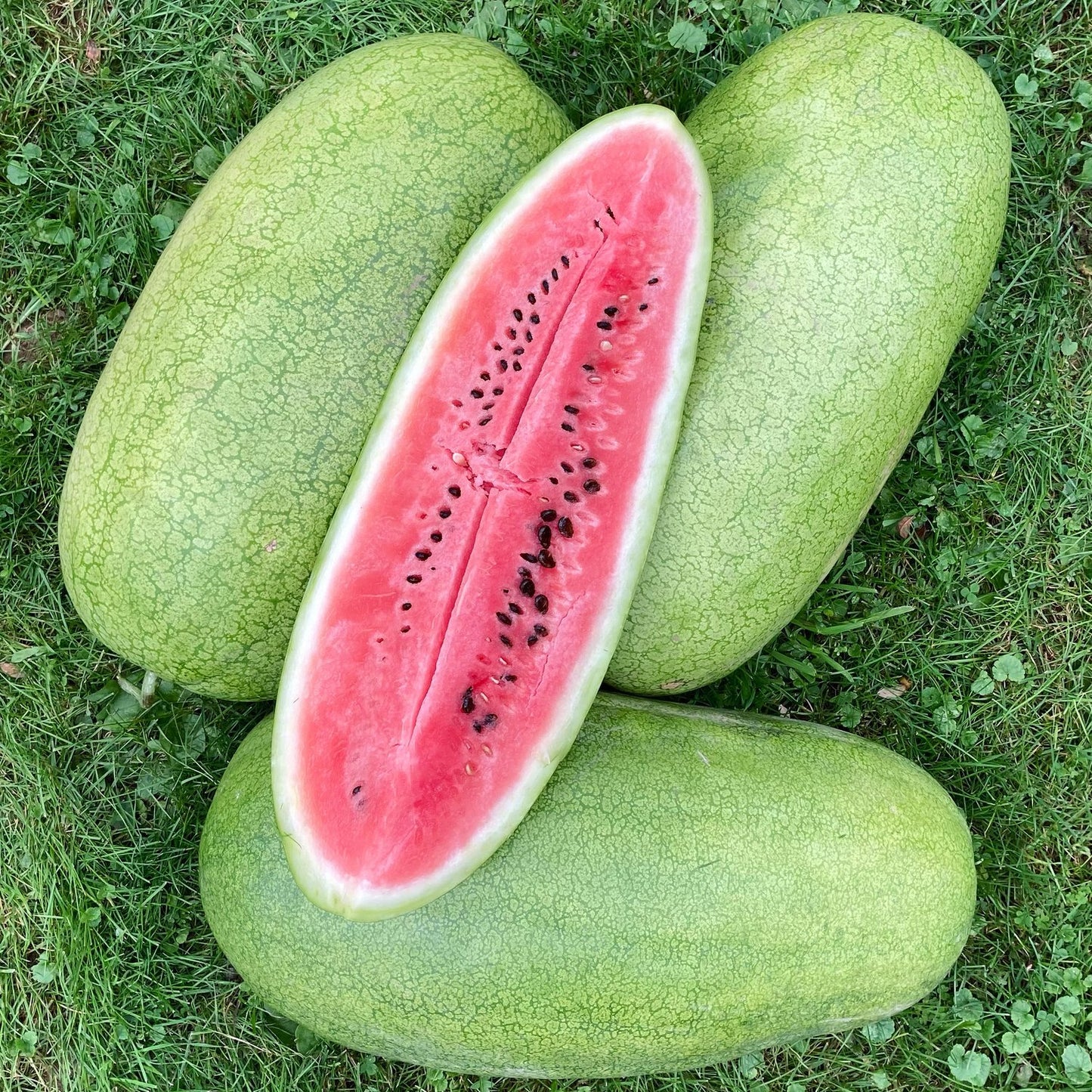 Watermelon- Charleston Grey