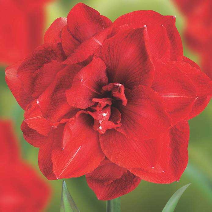 Amaryllis Lily Double Mix Colors Bulbs