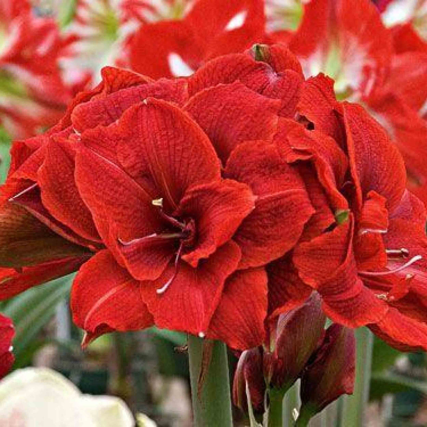 Amaryllis Lily Double Mix Colors Bulbs