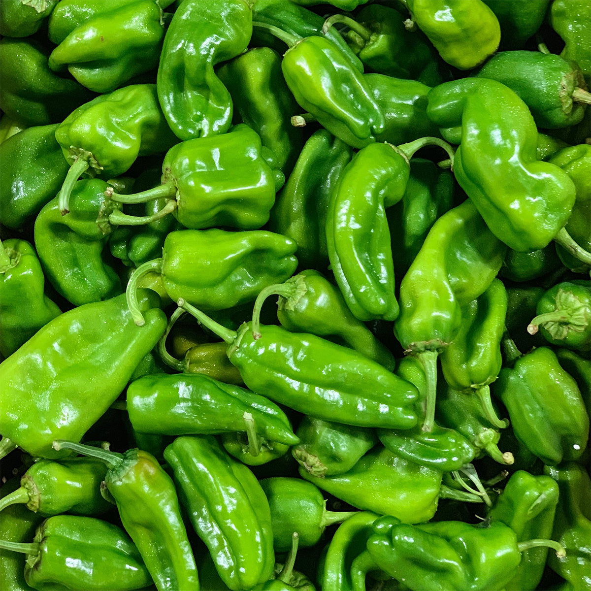 Chilli- Padron