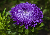 Tower Blue – China Aster Seed