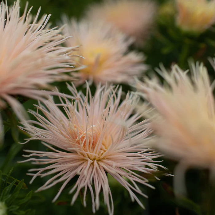 Valkyrie Brunhilde Chamois – China Aster Seed