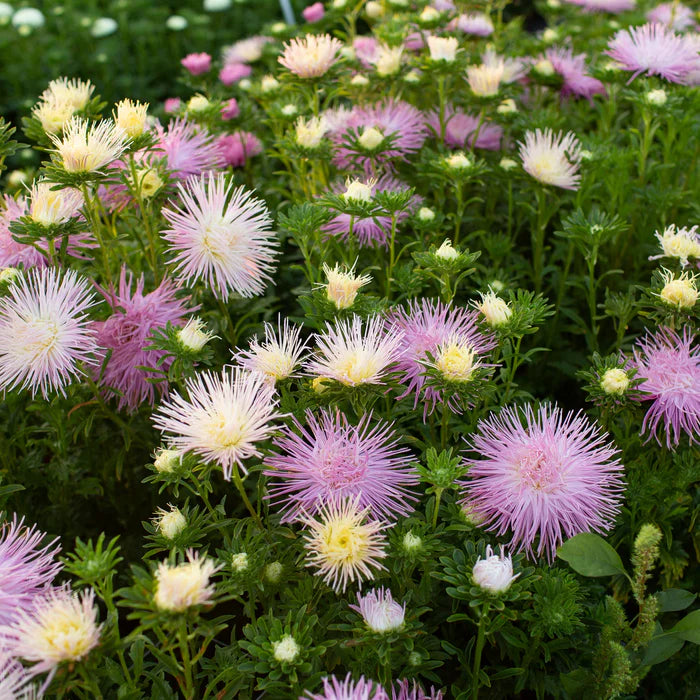 Valkyrie Mix – China Aster Seed