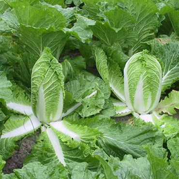 Cabbage Chinese Organic Vegetable Seeds