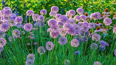 Allium Bulbs