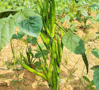 Guar Phali Hybrid, Cluster Beans Vegetable Seeds