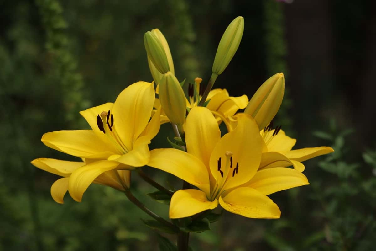 Lily Serrada Yellow Bulb