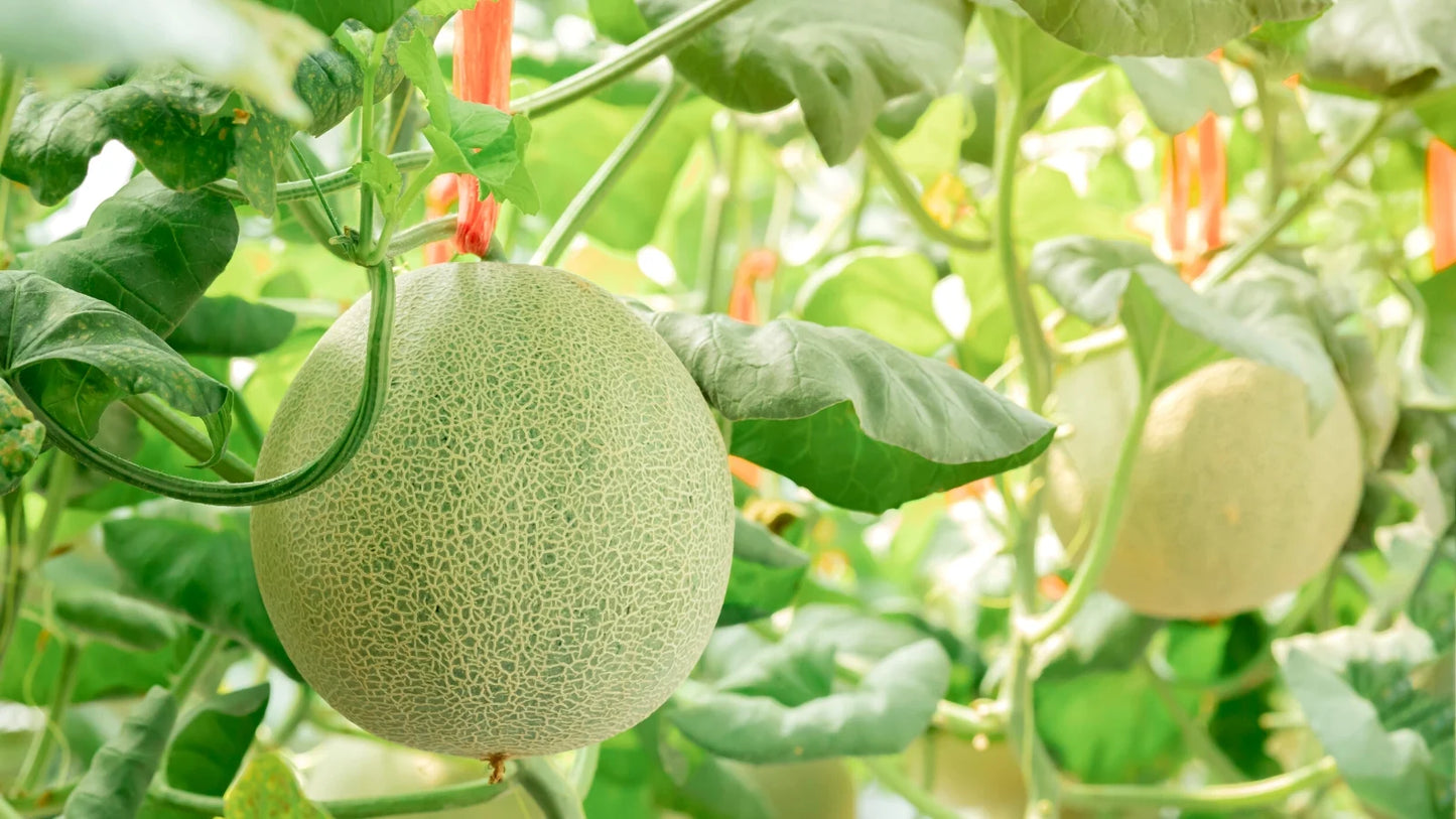 Rockmelon- Planters Jumbo