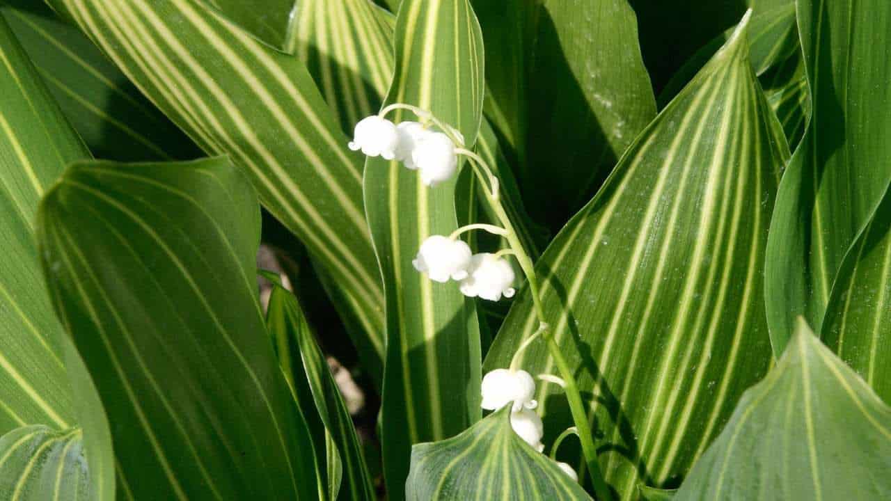 Variegated Lily-of-the-Valley