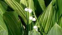 Variegated Lily-of-the-Valley