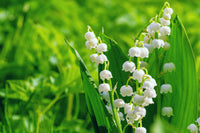 Convallaria Lily of the Valley Mix Color Bulb