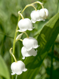 Convallaria Lily of the Valley Mix Color Bulb