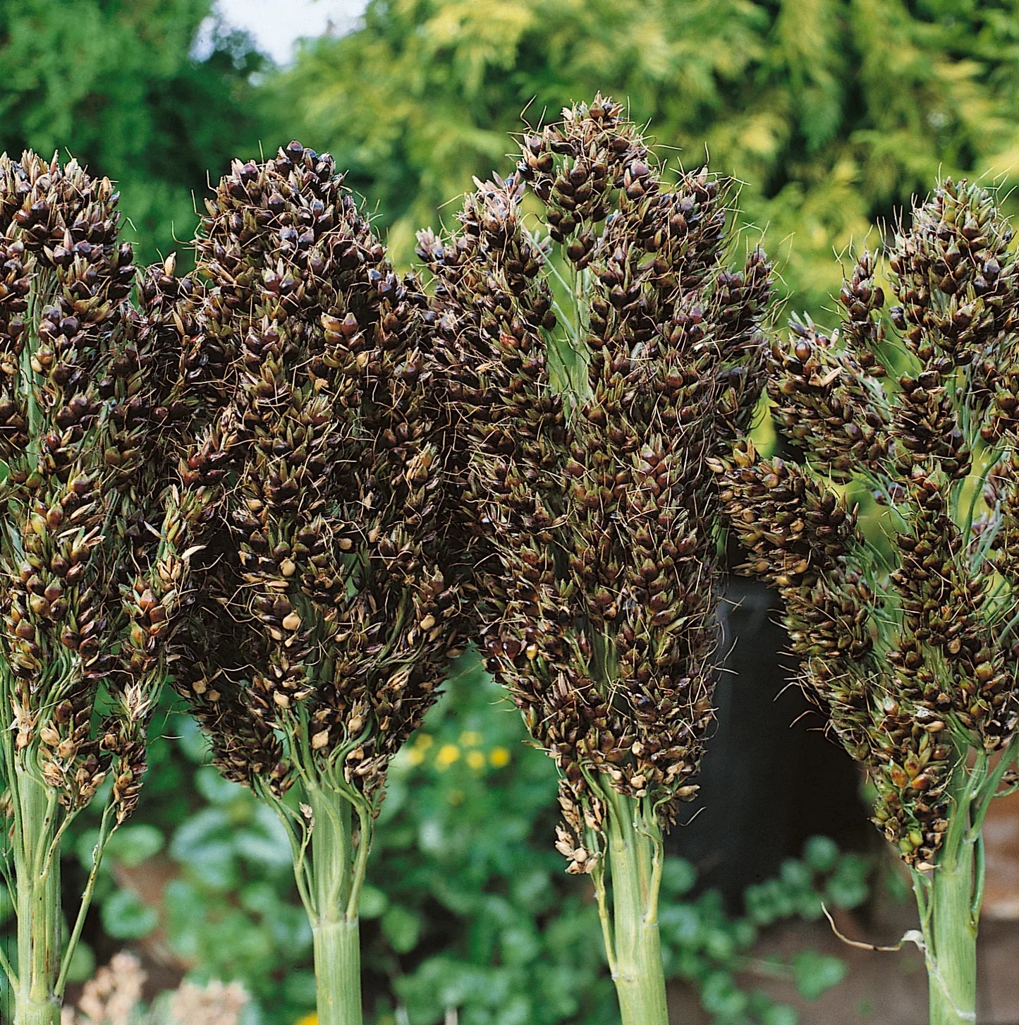 Texas Black – Broom Corn Seed