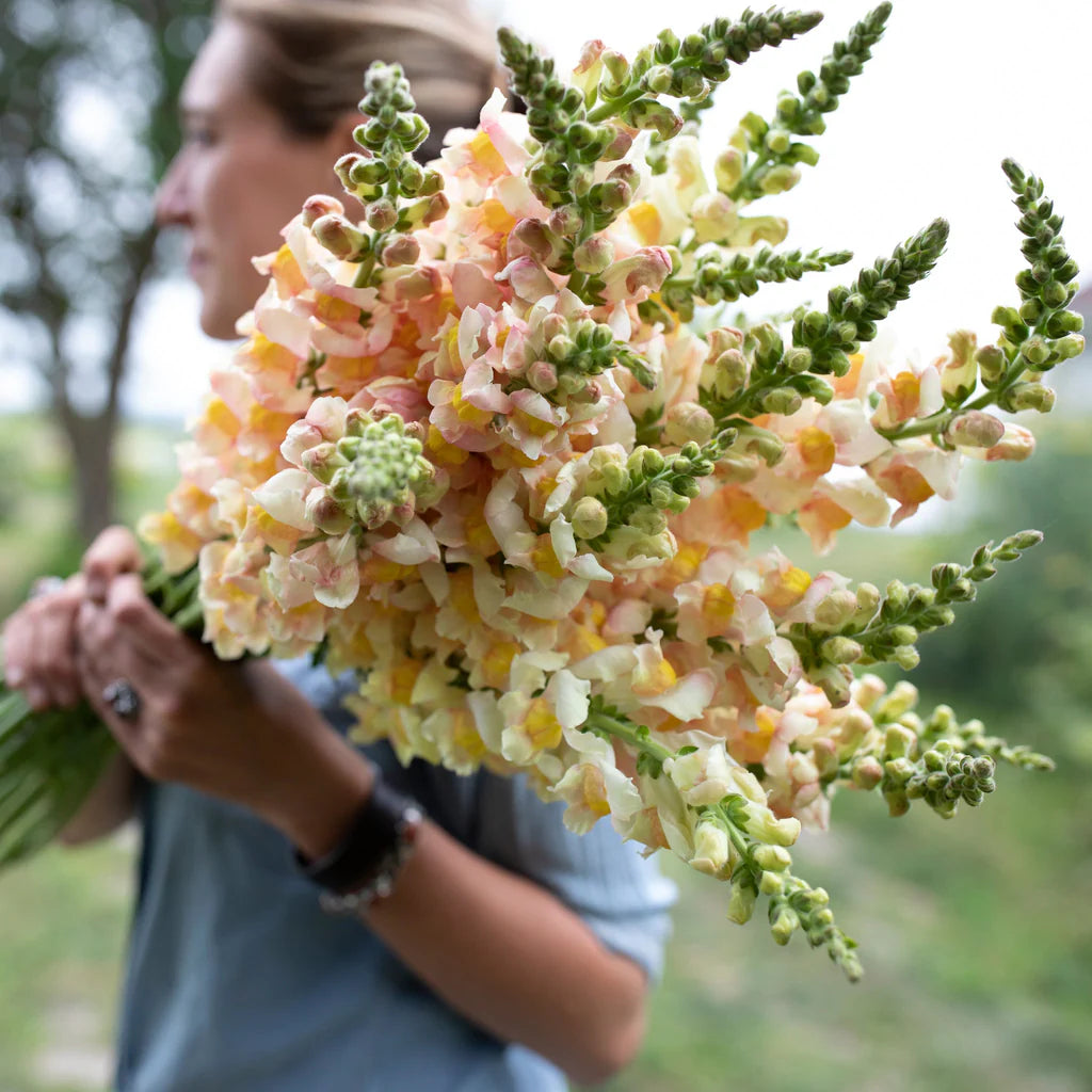 Costa Apricot – Snapdragon Seed