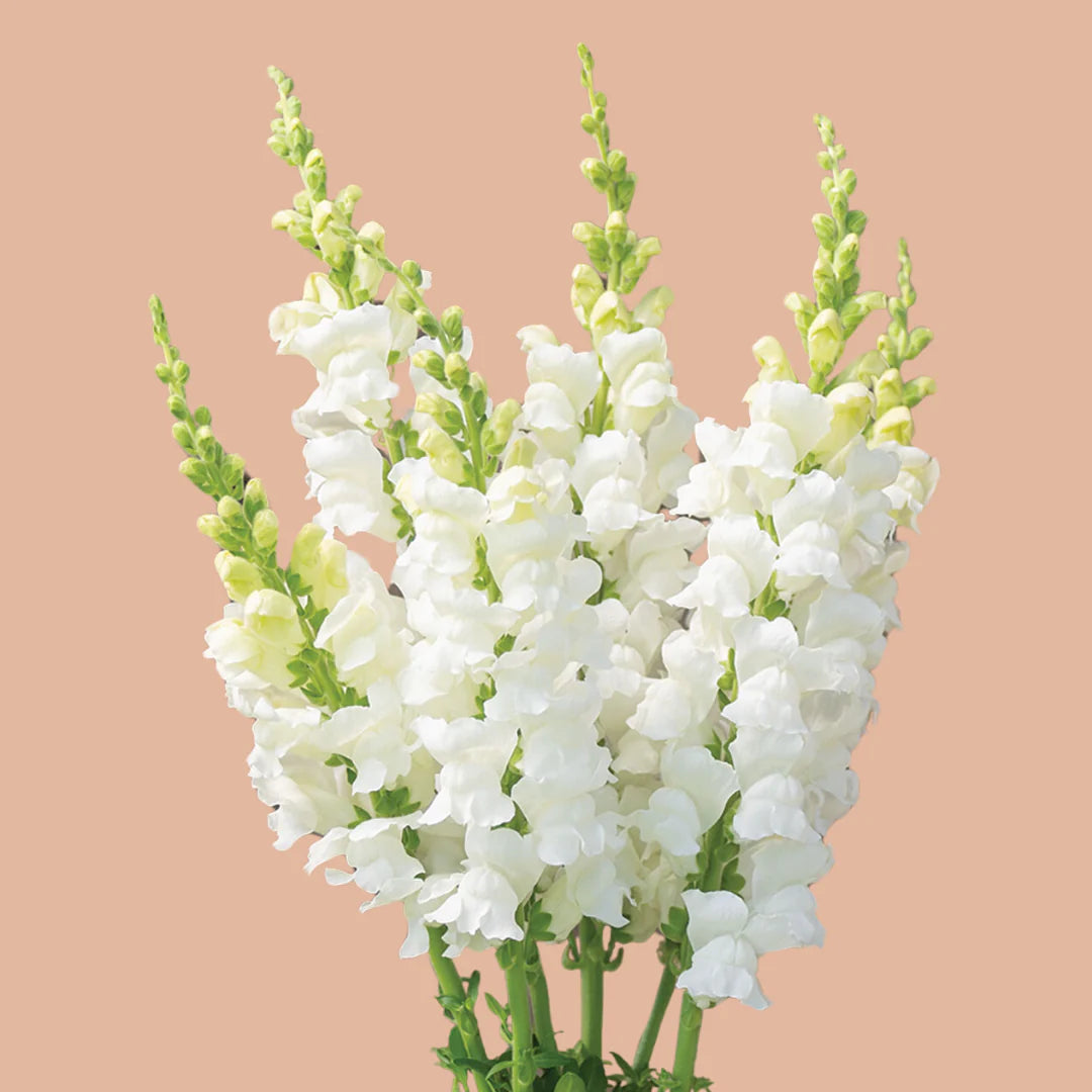 Costa Midly White II – Snapdragon Seed