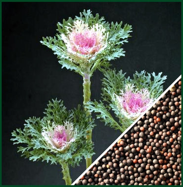 Crane Feather King White – Kale Seed