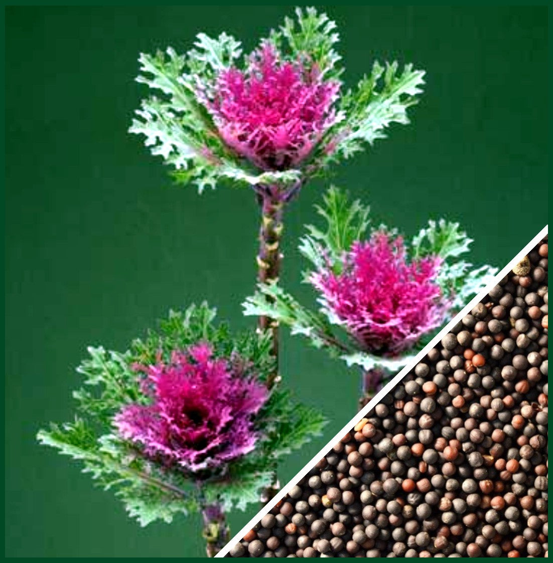 Crane Feather Queen Red – Kale Seed