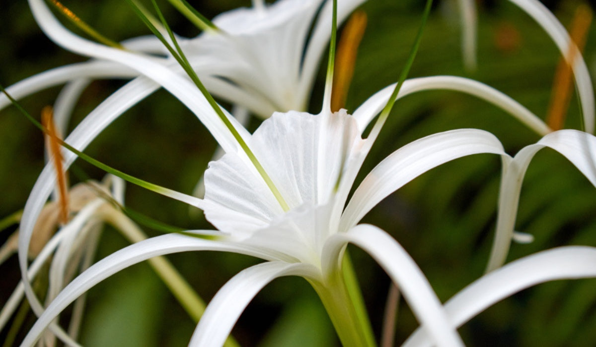 Crinum Amoenum Bulbs