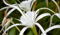 Crinum Amoenum Bulbs