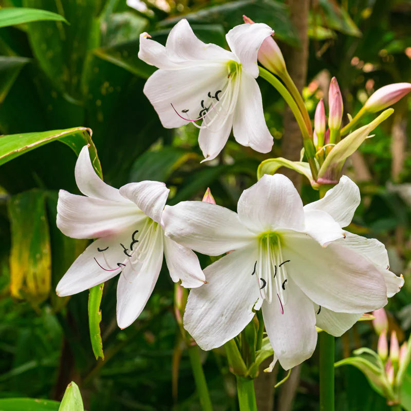 Crinum Moorei Album Bulbs