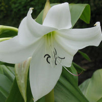 Crinum Moorei Album Bulbs