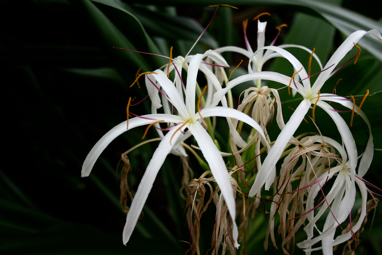 Crinum Amoenum Bulbs