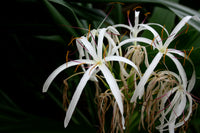 Crinum Amoenum Bulbs