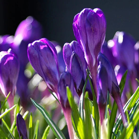 Crocus Flower Record Bulbs