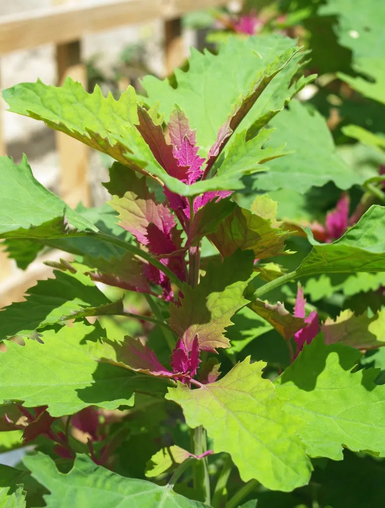 Tree Spinach