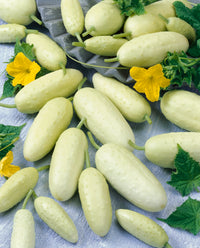 Cucumber- Mini White