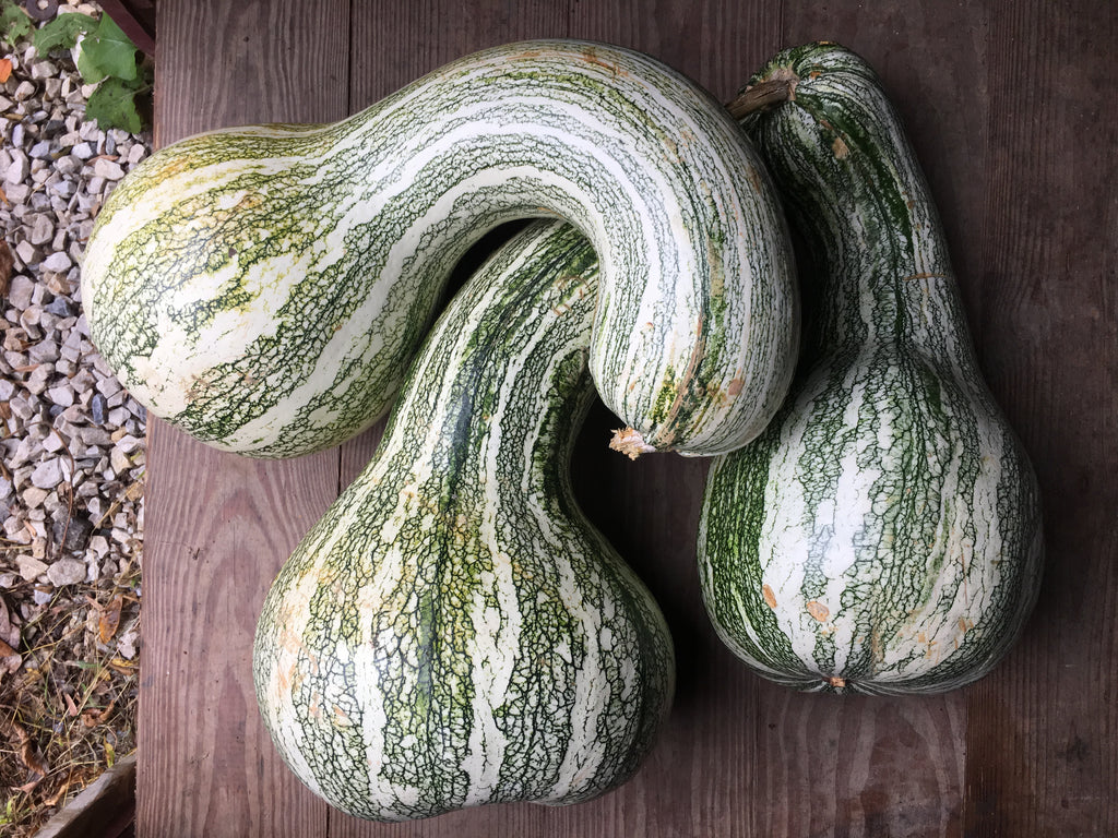 Autumn Colors Cushaw – Pumpkin Seed