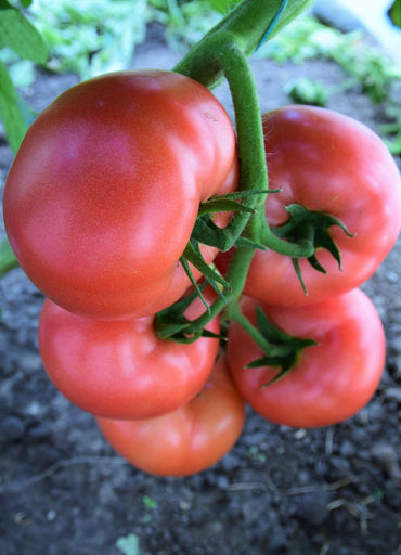 Tomato- Pink Delight