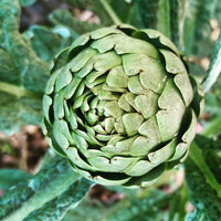 Artichoke- Green Globe