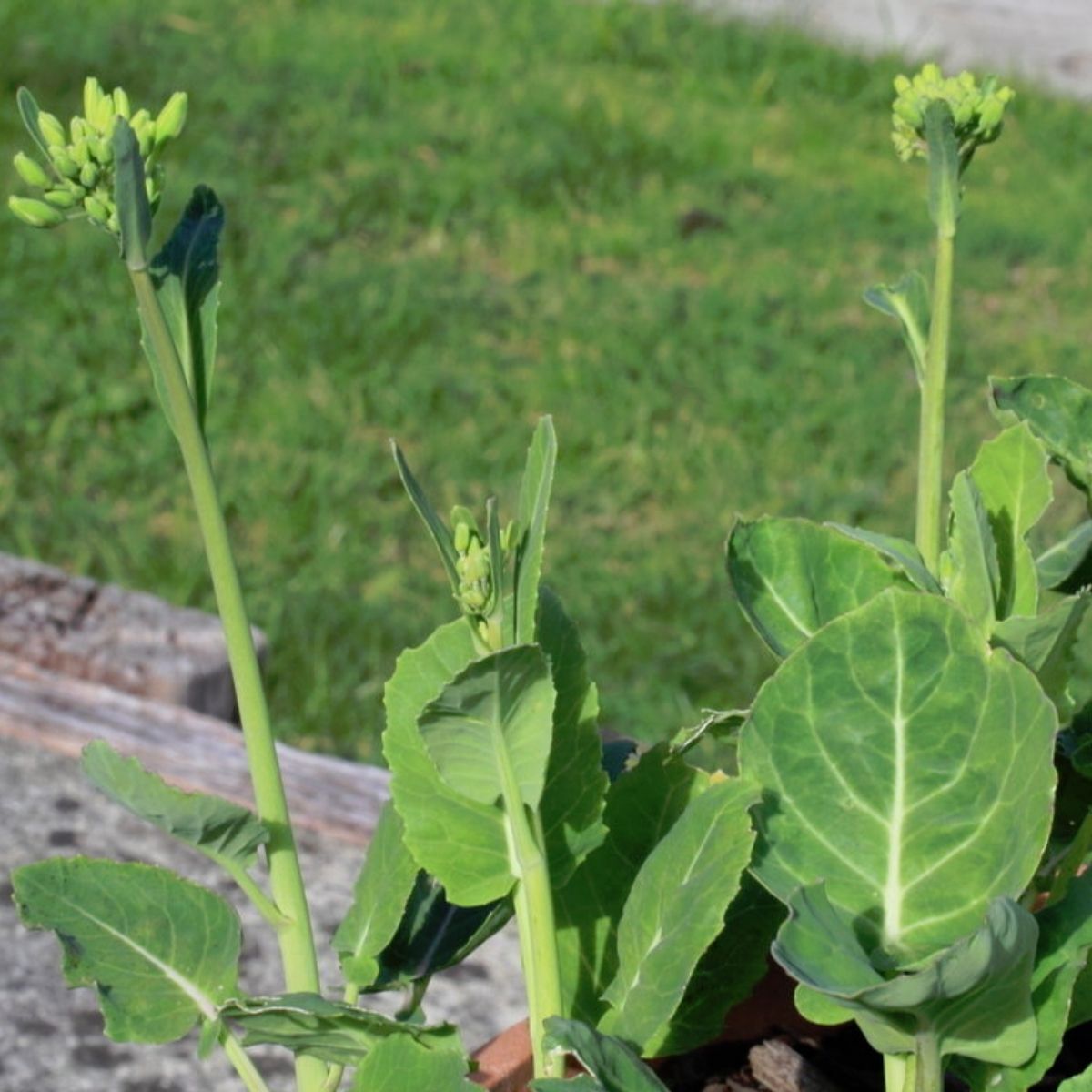 Chinese Broccoli- Hong Kong