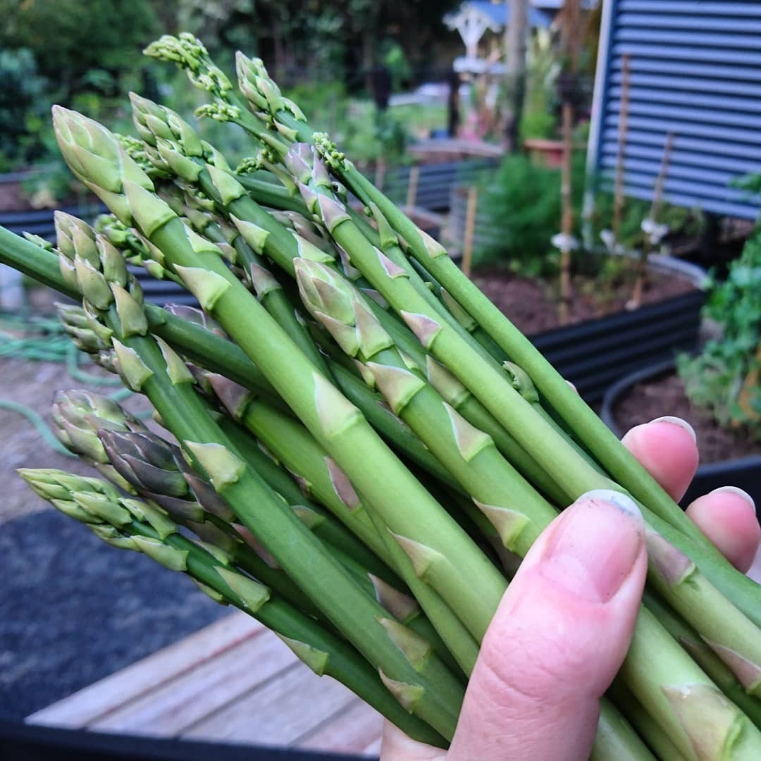 Asparagus- Mary Washington