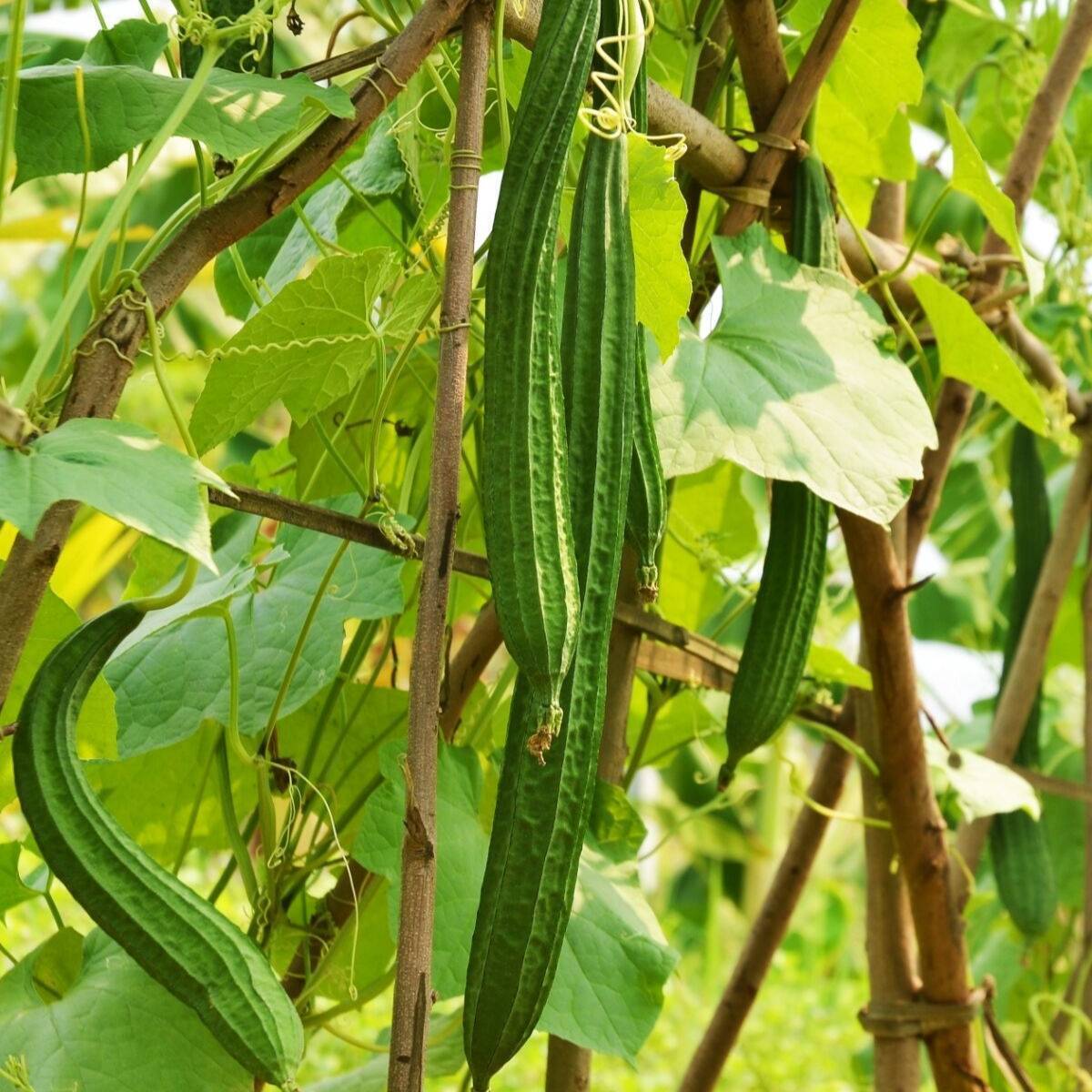 Angled Luffa