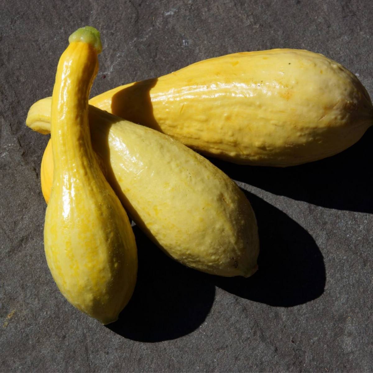 Zucchini- Golden Arch Crookneck