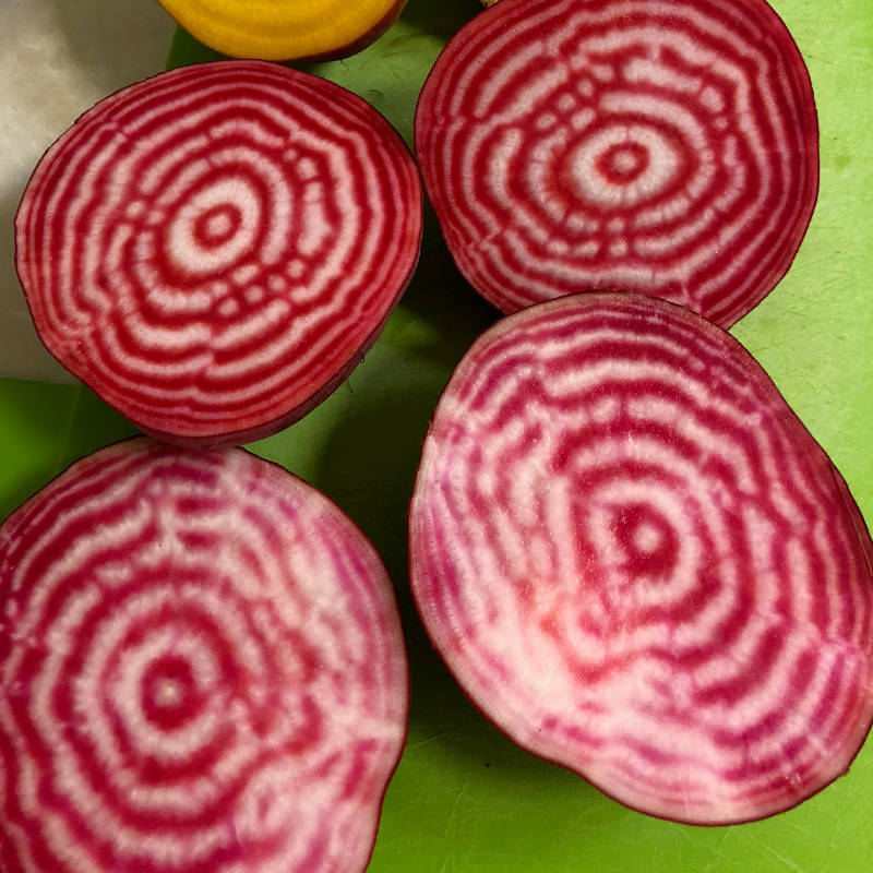 Beetroot- Chioggia