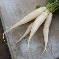 Radish- White Icicle